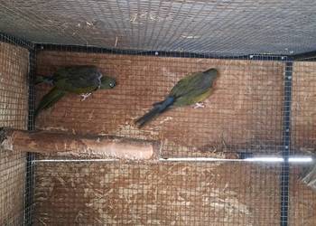 Sprzedam Patagonki z woliery zewnetrznej