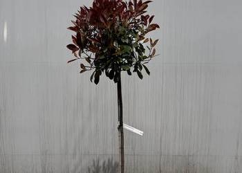 Głogownik Red Robin-Photinia Pa 100cm
