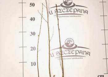 Sadzonki Brzozy Brodawkowatej (Betula pendula) – 50-70 cm – od 80 gr/szt