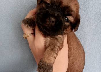 Piękny piesek rasy Shih-Tzu