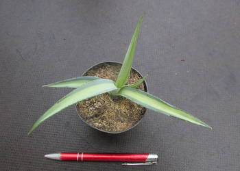 Unikatowa agawa kolekcjonerska - Agave guiengola mediopicta Yellow Center