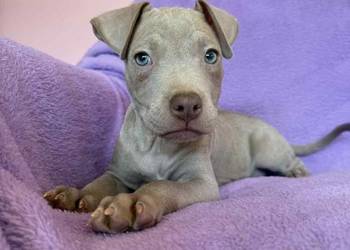 American Pit Bull silverfawn pitbull American Pit Bull silverfawn pitbull