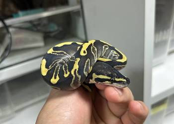 Wąż Pyton Królewski Pk2/2025 Ghi Enchi samica Wąż Pyton Królewski Pk2/2025 Ghi Enchi samica