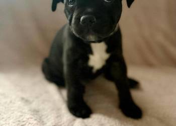 Staffordshire Bull Terrier, Stafik, Staffik