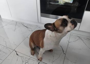 Buldog francuski suczka