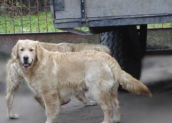 Golden retriever 7 miesięczne