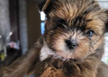 Shih tzu śliczne pieski