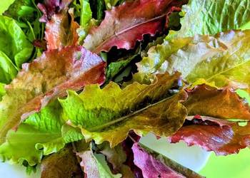 Sałata Musztardowa ,Pac Choi ,Tatsoi sałaty świata Sałata Musztardowa ,Pac Choi ,Tatsoi sałaty świata