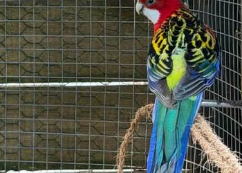 Rozella samiec 2025 r.