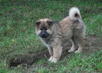 Eurasier - szczenie suczka !!!