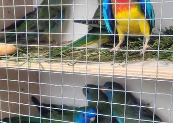 Papugi łąkowki wspaniałe