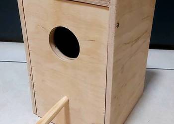 Budka  falista-nierozłączka