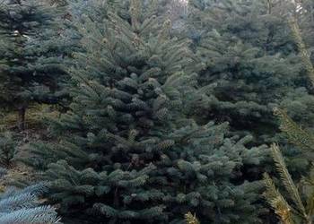 Świerki Choinki Zwykłe Srebrne Drzewko Świąteczne Wigilia Duży Wybór Chełm