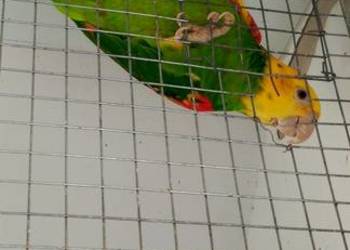 Amazonka Oratrix - samiec