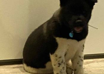 American Akita Dziewczynka