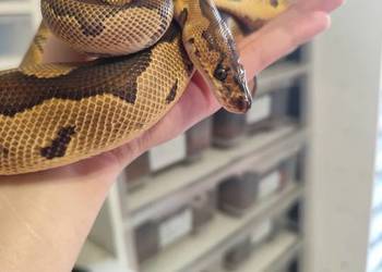 Pyton Królewski samiec Clown poss Gravel