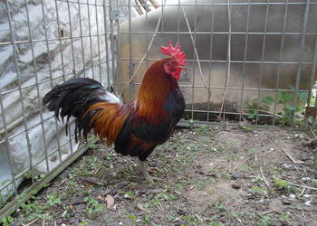 Liliputki złociste i srebrzyste para kogut + kura, kury