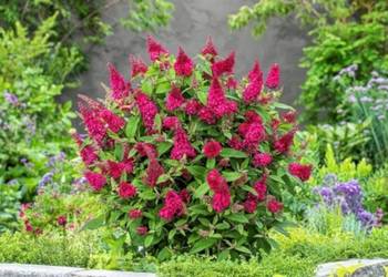 BUDLEJA BUTTERFLY CANDY LITTLE RUBY - sadzonki w doniczkach