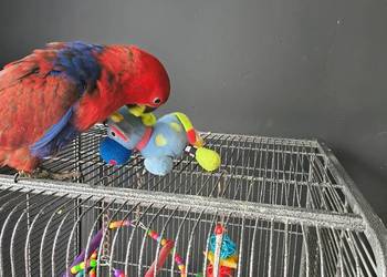 Lora wielka osfojona samica