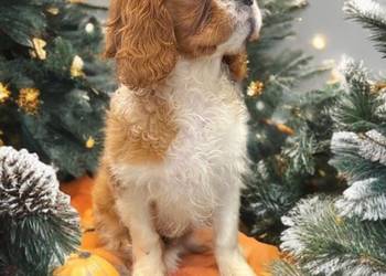 Piesek Cavalier King Charles Spaniel BLENHEIM