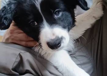 Border collie