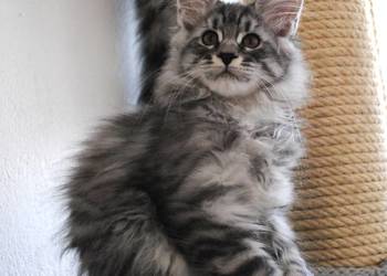 Piękny i duży kocurek maine coon