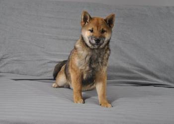Shiba Inu Śliczny piesek z rodowodem