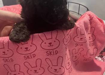 Pudel miniatura samiec