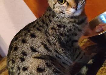 Kot savannah F4