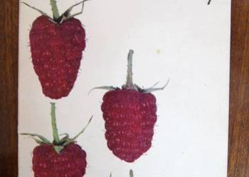 Kazimierz Smolarz - Maliny