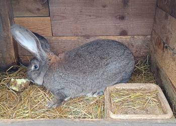 Samiec belgijski 8 miesięcy