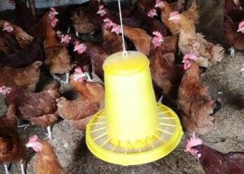 Sprzedam kury nioski. Sprzedam kury nioski.