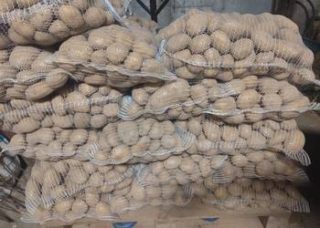 Ziemniaki jadalne Denar Catania