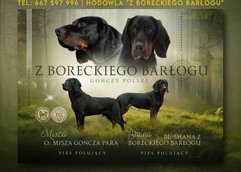 Szczenięta Gończy Polski FCI ZKwP