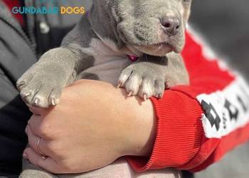 American Bully ABKC suczka