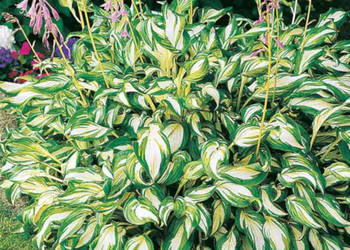 FUNKIA MEDIOVARIEGATA Hosta - sadzonki w doniczkach