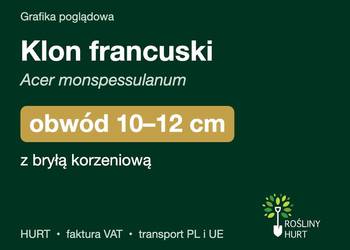 Klon francuski (Acer monspessulanum) obwód 10-12 cm, z bryłą – HURT