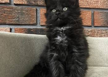 Kocur Leo Maine Coon