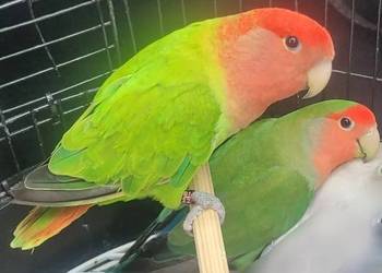 Papugi Nierozłączki Czerwonoczelne Papugi Nierozłączki Czerwonoczelne