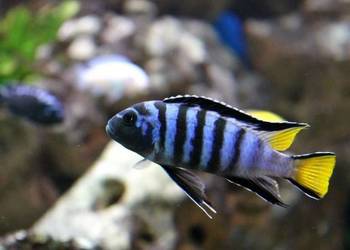 Rybki pyszczaki Pseudotropheus sp. elongatus Mpanga