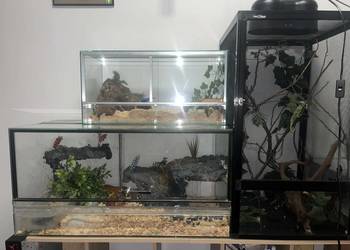 węże zbożowe kameleon jemeński z terrariami