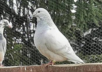 GOŁĘBIE STANDARTY