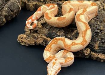Boa imperator/Boa cesarski V
