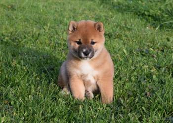 Shiba inu Szeniaki