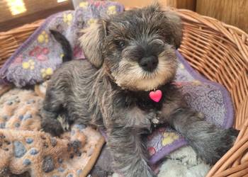 Cudny sznaucerek miniaturowy *szczeniaczki* czarne, pieprz-sól