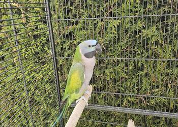 Sprzedam Aleksandreta Chińska