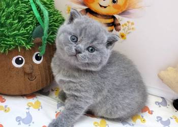 Uroczy kocurek Archie Rodowód Międzynarodowy