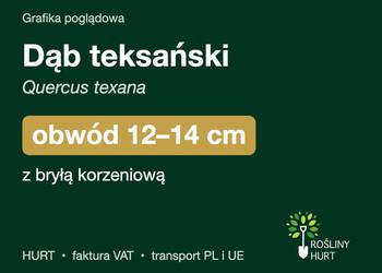 Dąb teksański (Quercus texana) obwód 12-14 cm, z bryłą – HURT