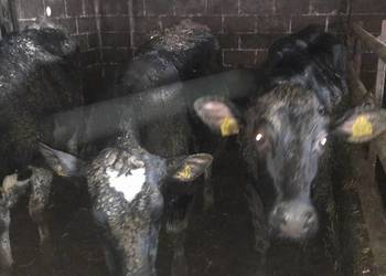 Jałówki cielne 3 szt