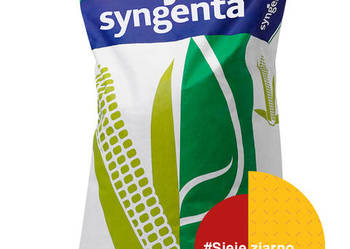 Nasiona kukurydzy Syngenta SY Invictus FAO 230